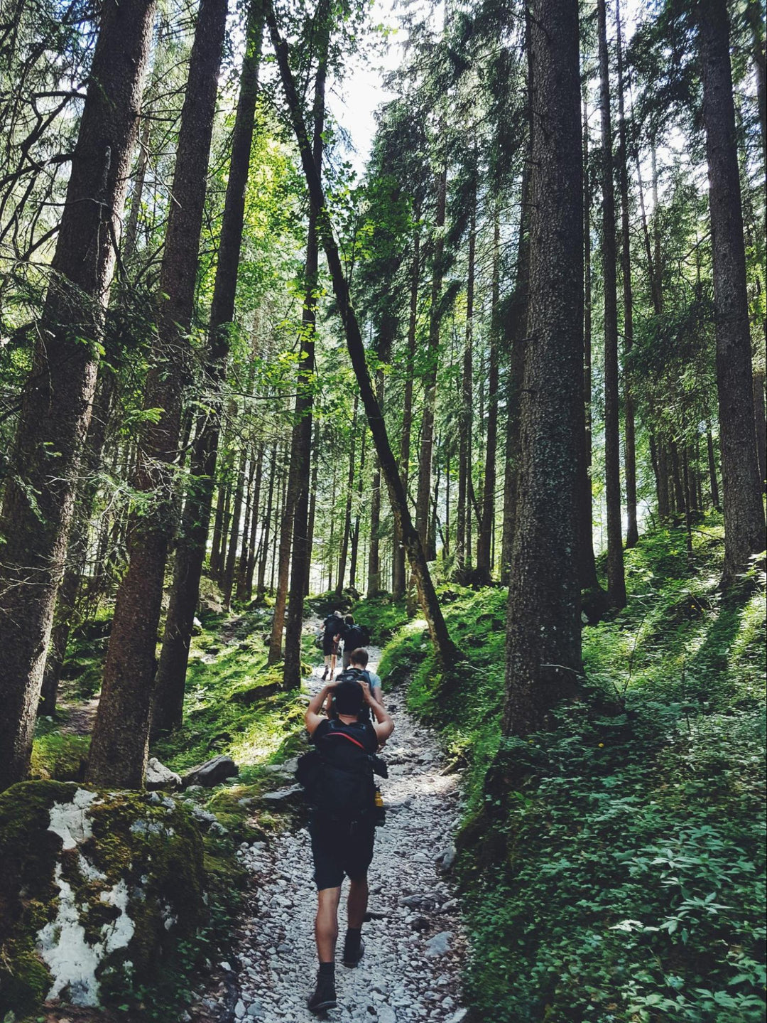 People Hiking in Forest